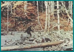 Bigfoot Sasquatch Yeti and Yowie Image 1