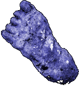 Report Bigfoot Experiences