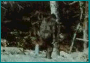 Bigfoot Sasquatch Yeti and Yowie Image 3