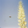 UFO Pictures Image 32