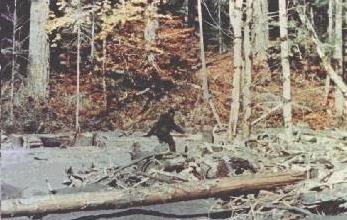 Pictures of Bigfoot